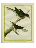 Wrenthrush and Hermit Thrush