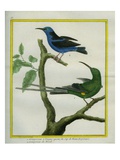 The Long-Tailed Creeper from the Cape of Good Hope and the Brazilian Creeper