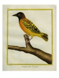 African Golden Oriole