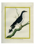 Jacobin Cuckoo