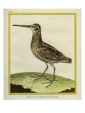 Giant Snipe