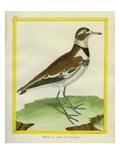 Collared Plover
