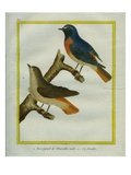 Male and Female Nightingale
