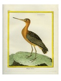 Common Greenshank