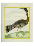 Sunbittern