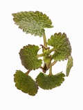 Dead-Nettle