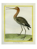 Nordmann's Greenshank