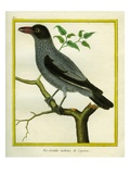 Barred Cuckooshrike