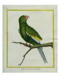 Green Parakeet