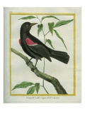 Red-Winged Blackbird