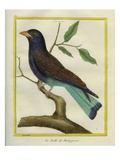 Cuckoo Roller