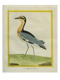 Senegal Lapwing