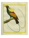 Emperor Bird-Of-Paradise