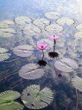 Indonesia  Sumatra  Samosir Island  Lake Toba  Water Lillies