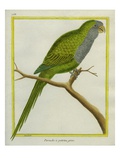 Monk Parakeet