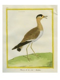 Great Stone-Curlew