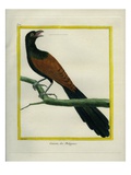 Philippine Hawk-Cuckoo