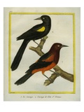 Yellow-Winged Blackbird and Red-Winged Blackbird