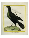 Western Parotia