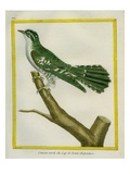 African Emerald Cuckoo