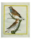 Woodchat Shrike and Blue-Fronted Redstart