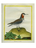Red-Necked Phalarope