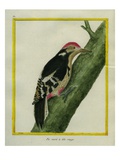 Red-Bellied Woodpecker