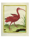 The Brazilian Red Curlew