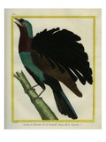 Superb Bird-Of-Paradise