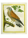 Kestrel