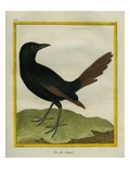 Senegal Magpie