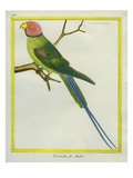 Seychelles Parakeet