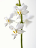 White Orchids