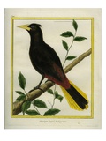 Crested Oropendola