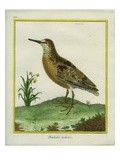 Spotted Sandpiper