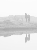 Herd of Horses in the Mist  Iceland