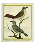 Southern Grey Shrike