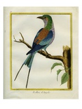 Angolan Roller