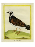 Ruddy Turnstone