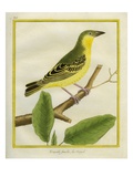 Female African Golden Oriole