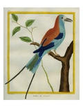 European Roller