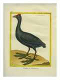 Red-Knobbed Coot