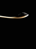 Black Salt on Spoon