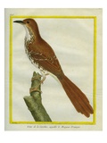 Northern Mockingbird