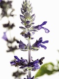 Flowers of Salvia Speciosa