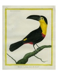 Black-Mandibled Toucan