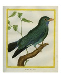 Brown Jay