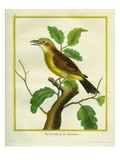 Northern Shrike