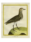 European Golden Plover