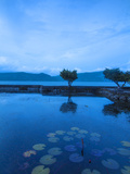 Indonesia  Sumatra  Samosir Island  Lake Toba  Tuk Tuk  Water Lilie Pond at Hotel Silitong